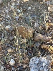 Rocket Cress (Erucaria)