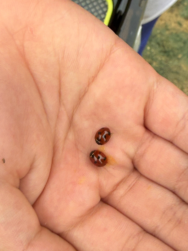 Seven-spotted Lady Beetle