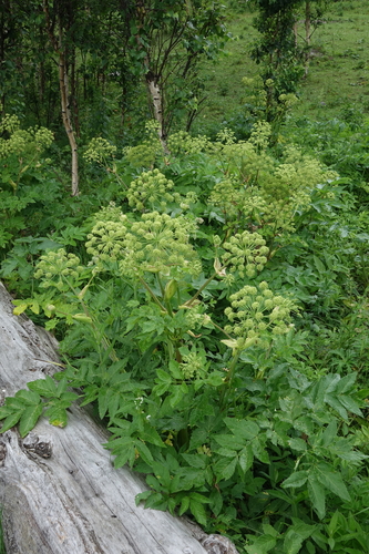 Angelica decurrens