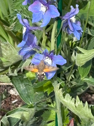 Eurasian Hummingbird Hawkmoth