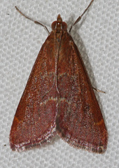 Pyrausta atropurpuralis