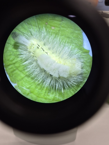 Pale Tussock Moth