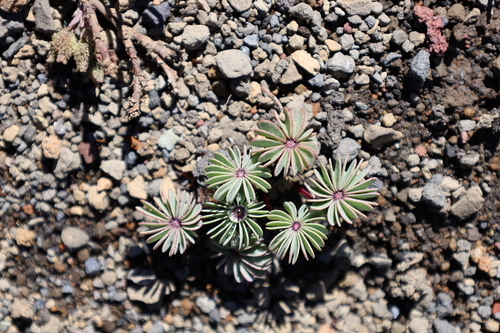 Oxalis adenophylla
