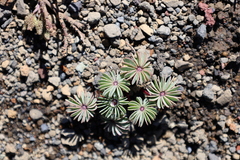 Oxalis adenophylla