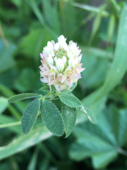 Trifolium glanduliferum