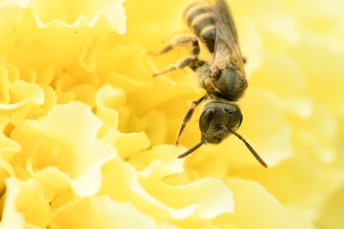 Confusing Furrow Bee