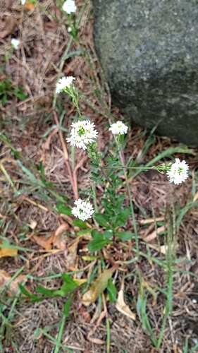 hoary alyssum