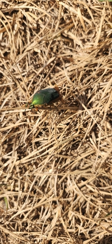 Common Green June Beetle