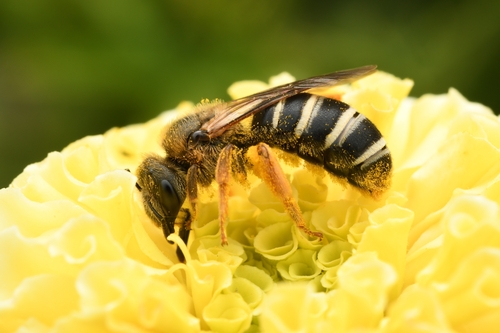 Orange-legged Furrow Bee
