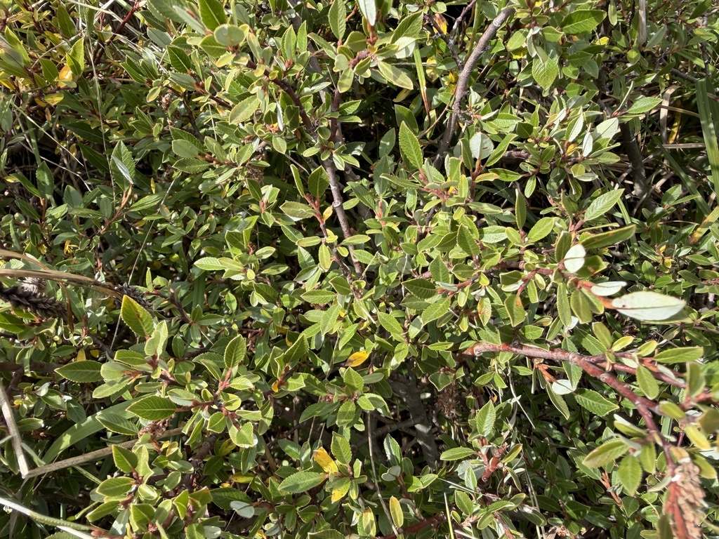 Salix foetida; photograph (c) Katrin Simon, some rights reserved (CC BY)