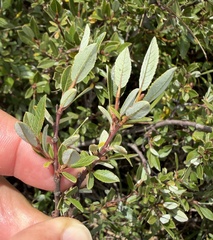Salix foetida