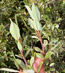 (c) Katrin Simon, some rights reserved (CC BY) Salix foetida, photograph (c) Katrin Simon, some rights reserved (CC BY)