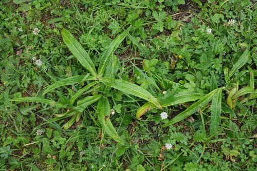 Gentiana macrophylla, photograph 1