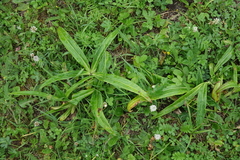 Gentiana macrophylla, photograph (c) Oleg Kosterin, some rights reserved (CC BY)