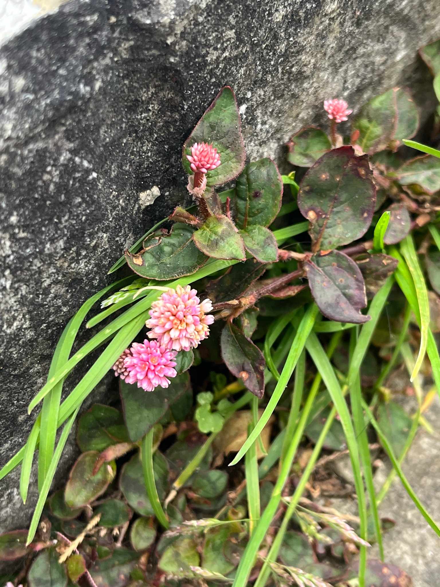 Persicaria capitata — ảnh 3