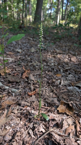 Lesser Ladies' Tresses