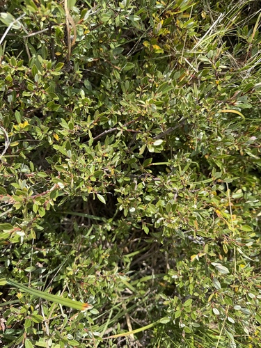 Salix foetida, photograph 3