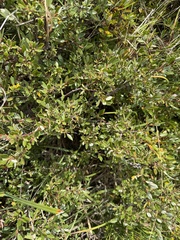 (c) Katrin Simon, some rights reserved (CC BY) Salix foetida, photograph (c) Katrin Simon, some rights reserved (CC BY)