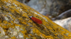 Eoscarta karschi