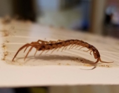 Centipeda