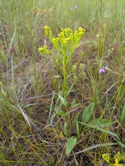 Solidago ohioensis, photograph (c) Brad McLeod, some rights reserved (CC BY)