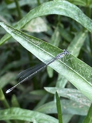 Enallagma divagans