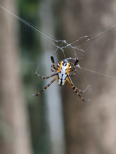 Orange-and-black Pear Spider