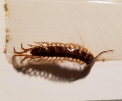 Centipeda