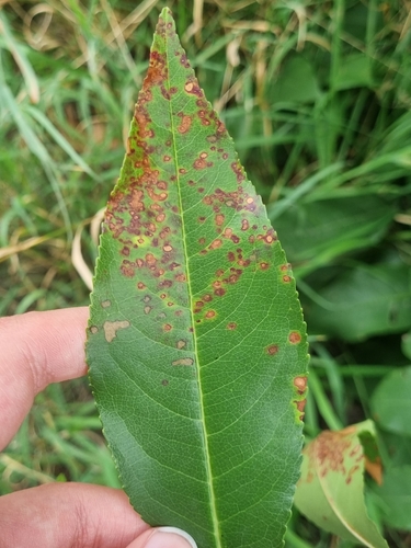 Blumeriella jaapii, 2026-09-04