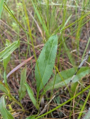 Solidago ohioensis, photograph (c) Brad McLeod, some rights reserved (CC BY)