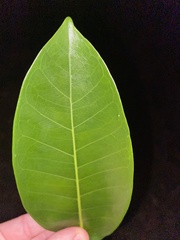 Ficus aurea