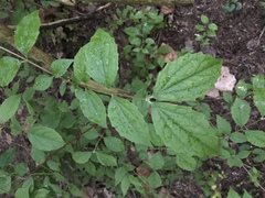 Viburnum rafinesqueanum