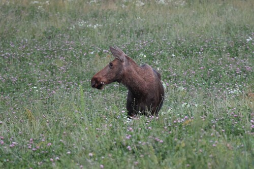 Moose