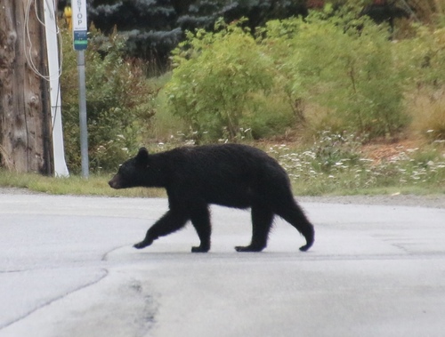 Black Bear sighting near Whistler