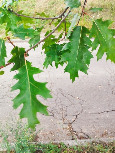 northern red oak
