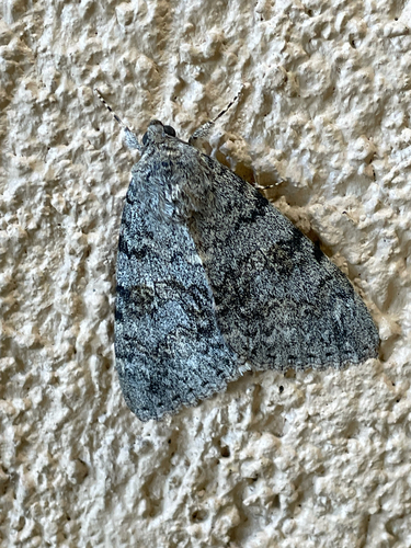 Joined Underwing Moth