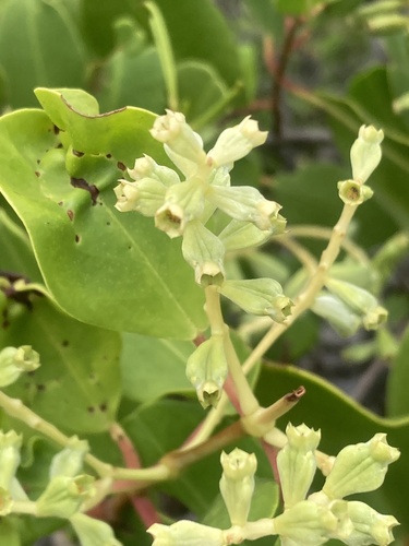 Laguncularia racemosa