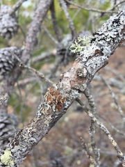 Imshaugia placorodia
