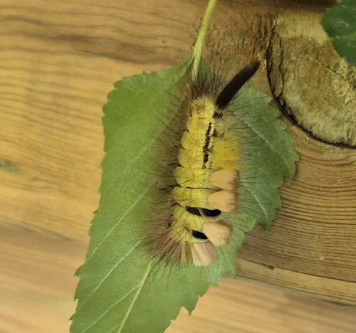 Pale Tussock Moth