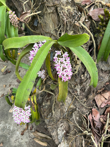 Rhynchostylis gigantea, 2026-02-01