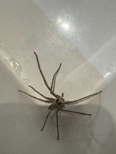 Pantropical Huntsman Spider