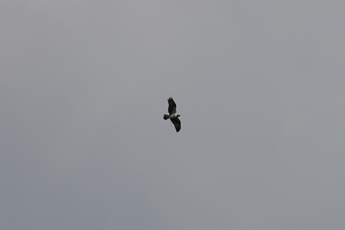 Osprey