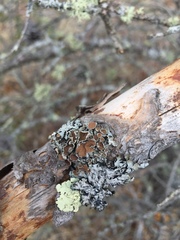 Imshaugia placorodia