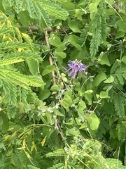 Passiflora subrotunda, photograph (c) Gaston Carvallo B., some rights reserved (CC BY)
