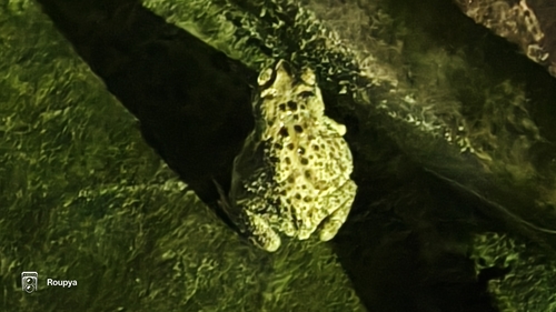 Asian Common Toad