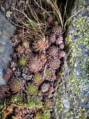 Sempervivum