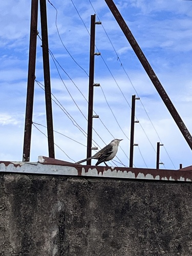 Chalk-browed Mockingbird