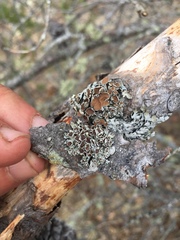 Imshaugia placorodia