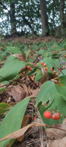 European lily of the valley