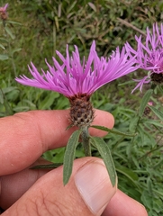 Centaurea debeauxii, photograph author not stated, no rights reserved
